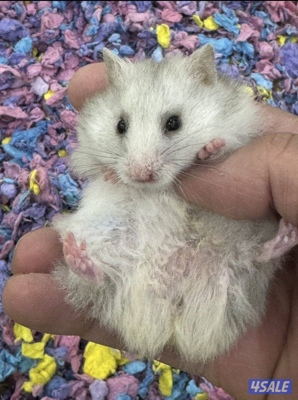 هامستر سوري 🐹💕 Syrian Hamster0