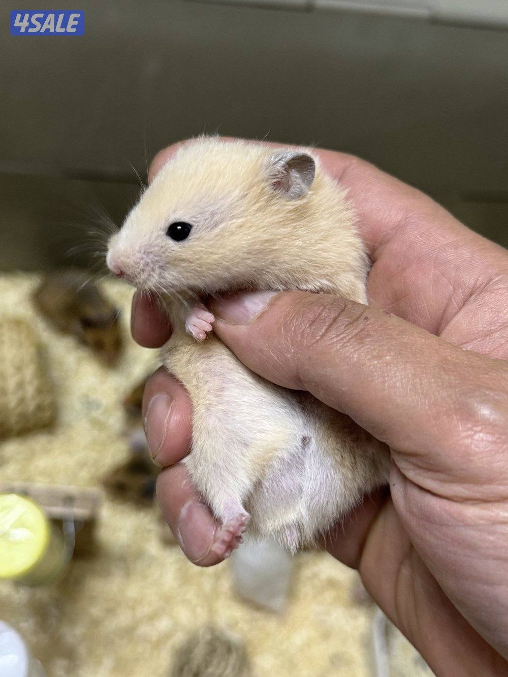 هامستر سوري 🐹💕 Syrian Hamster3