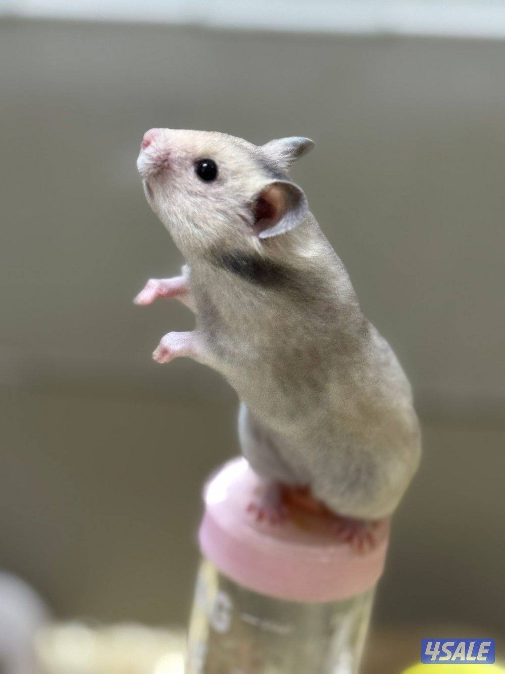 هامستر سوري 🐹💕 Syrian Hamster5