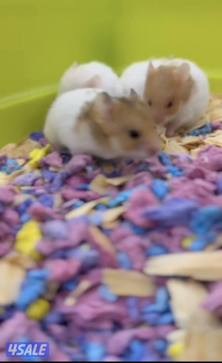 هامستر سوري 🐹💕 Syrian Hamster4