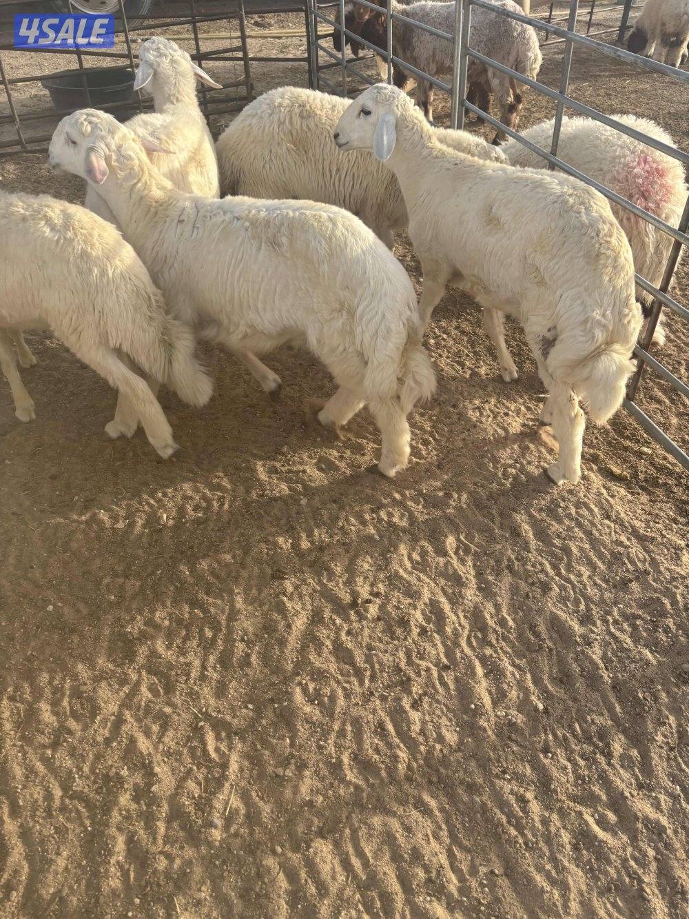 كرامات وتمايم حري فوق الطيب0