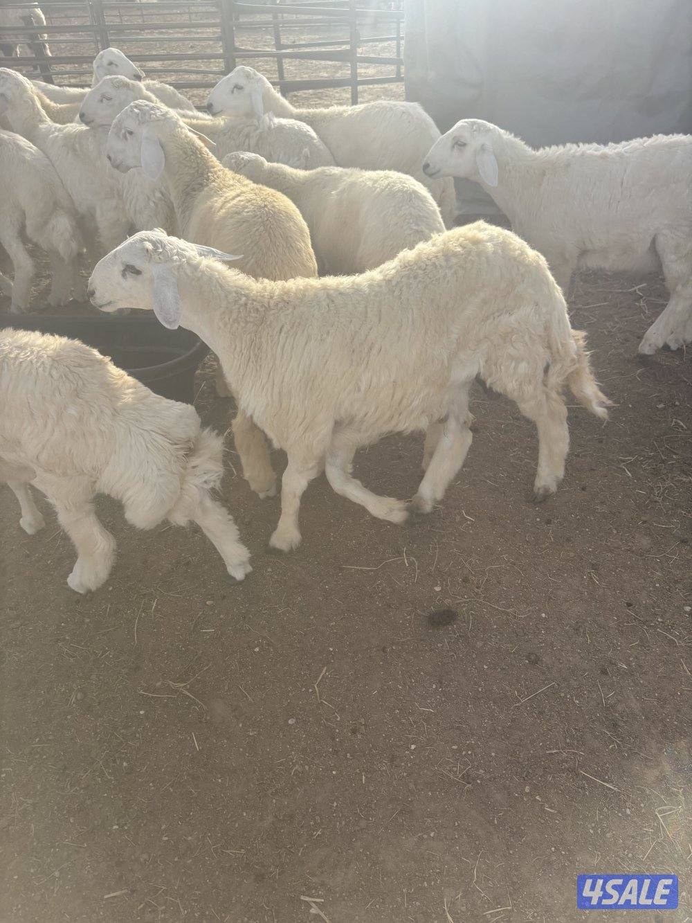 كرامات وتمايم حري فوق الطيب1