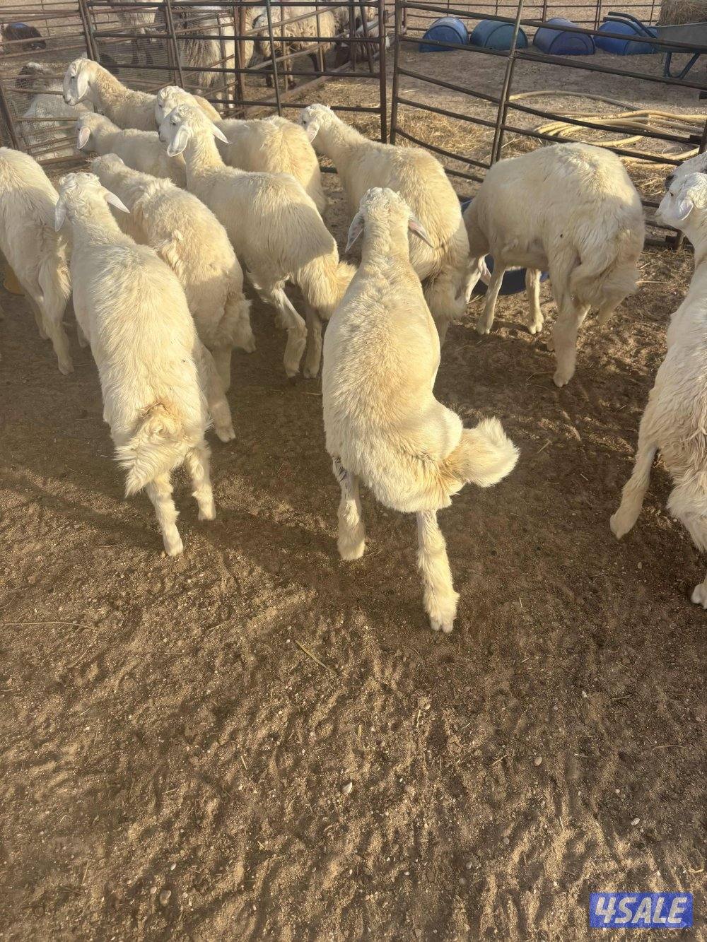 كرامات وتمايم حري فوق الطيب2