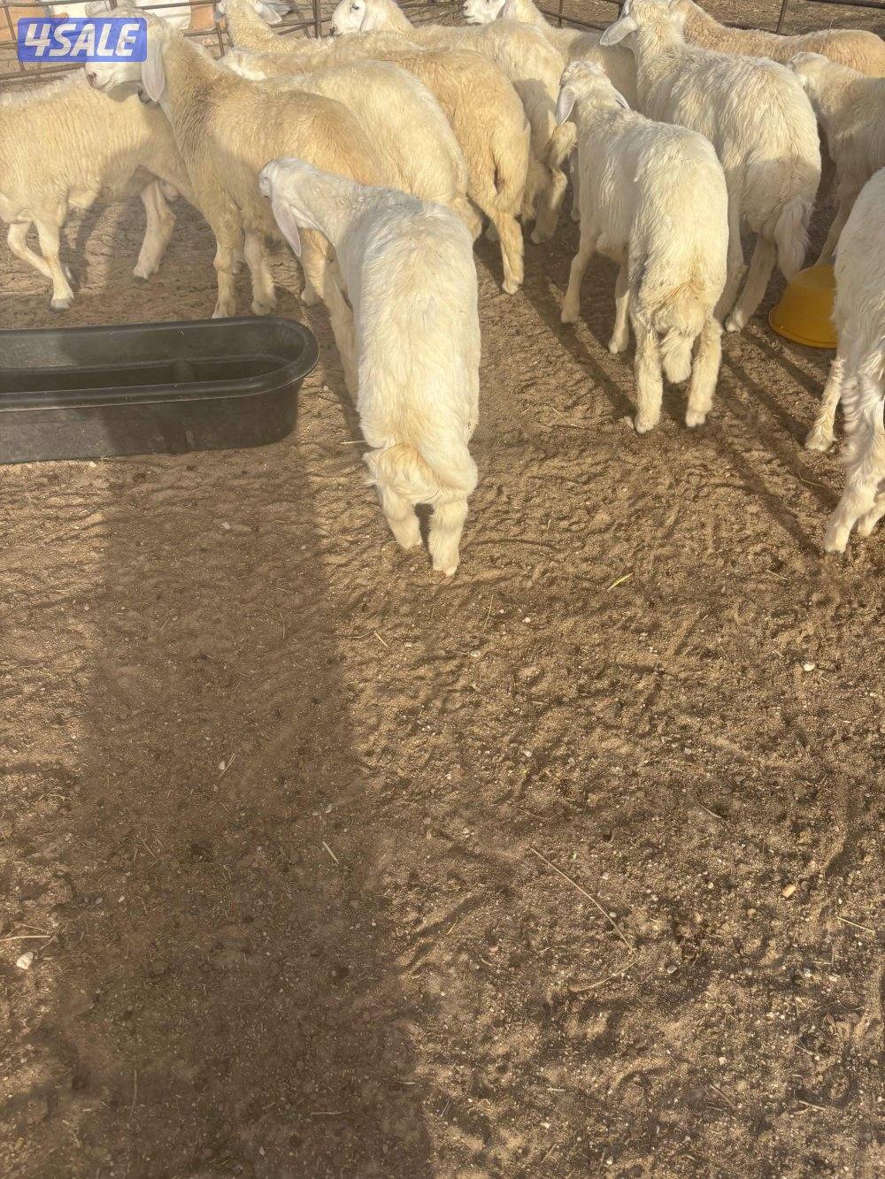 كرامات وتمايم حري فوق الطيب3