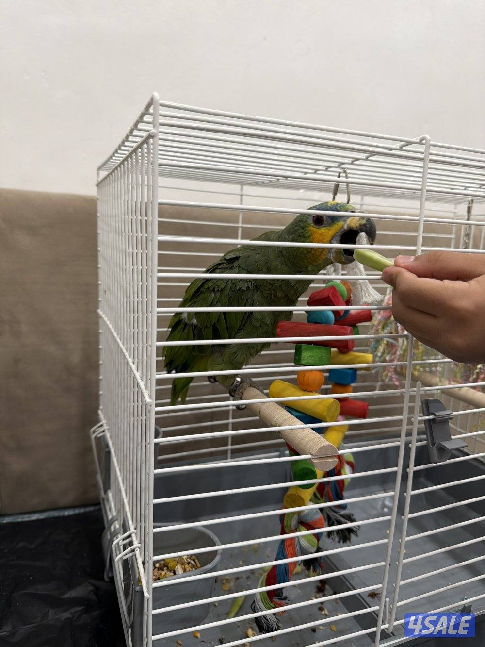 للبيع ببغاء الامازون0