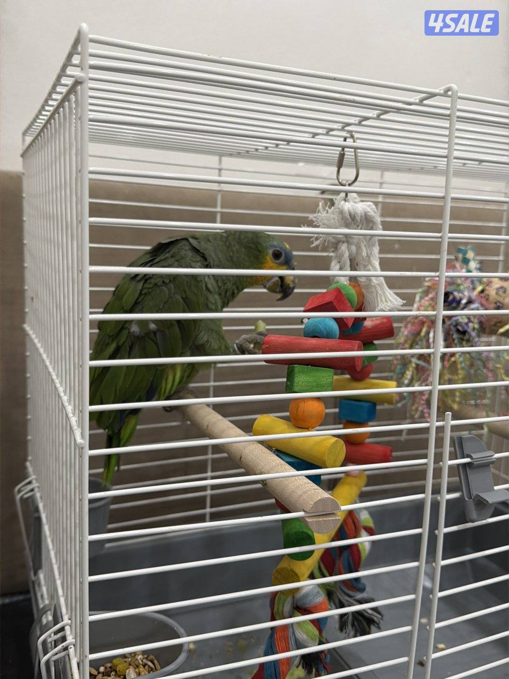للبيع ببغاء الامازون1