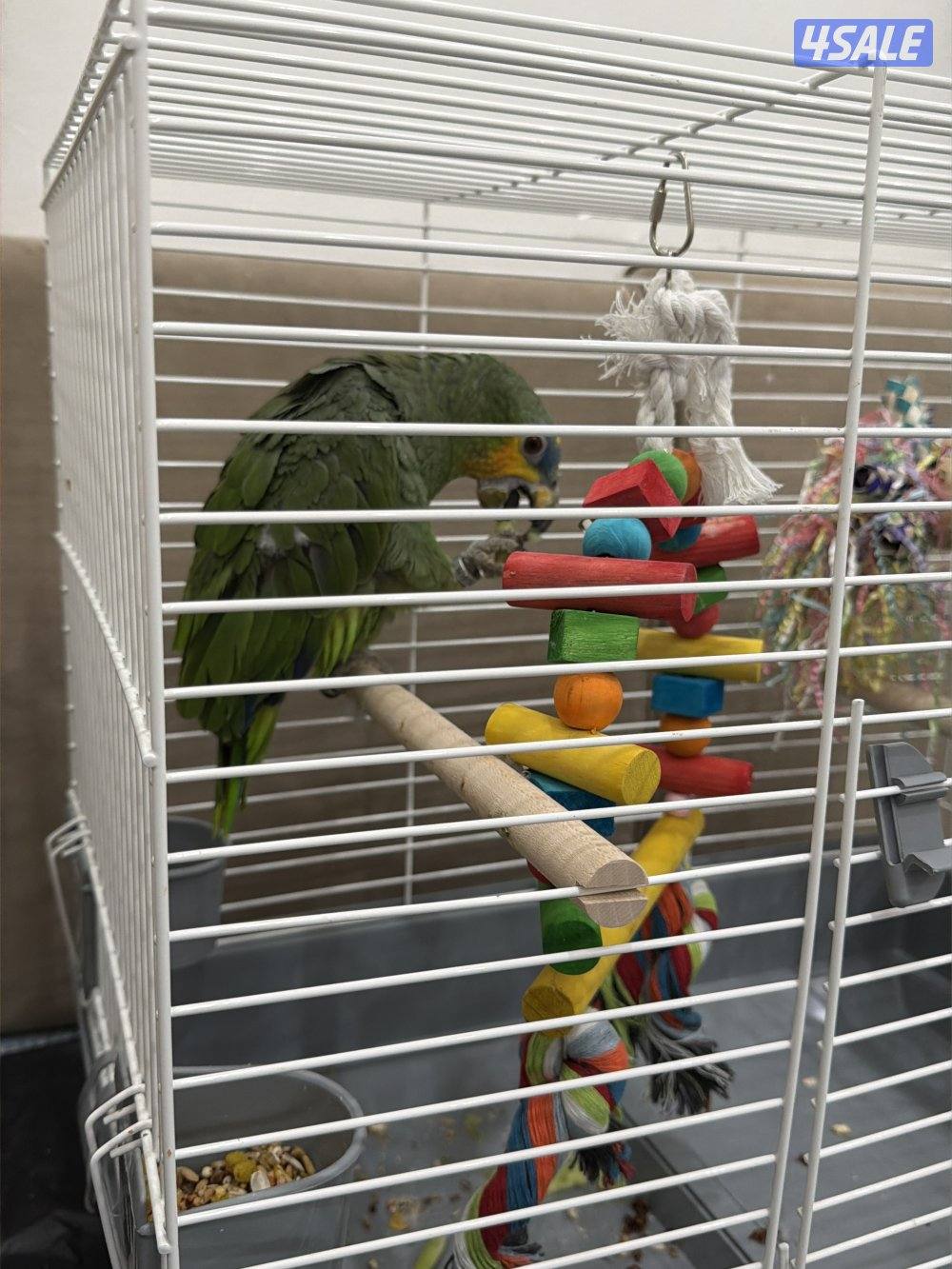 للبيع ببغاء الامازون2