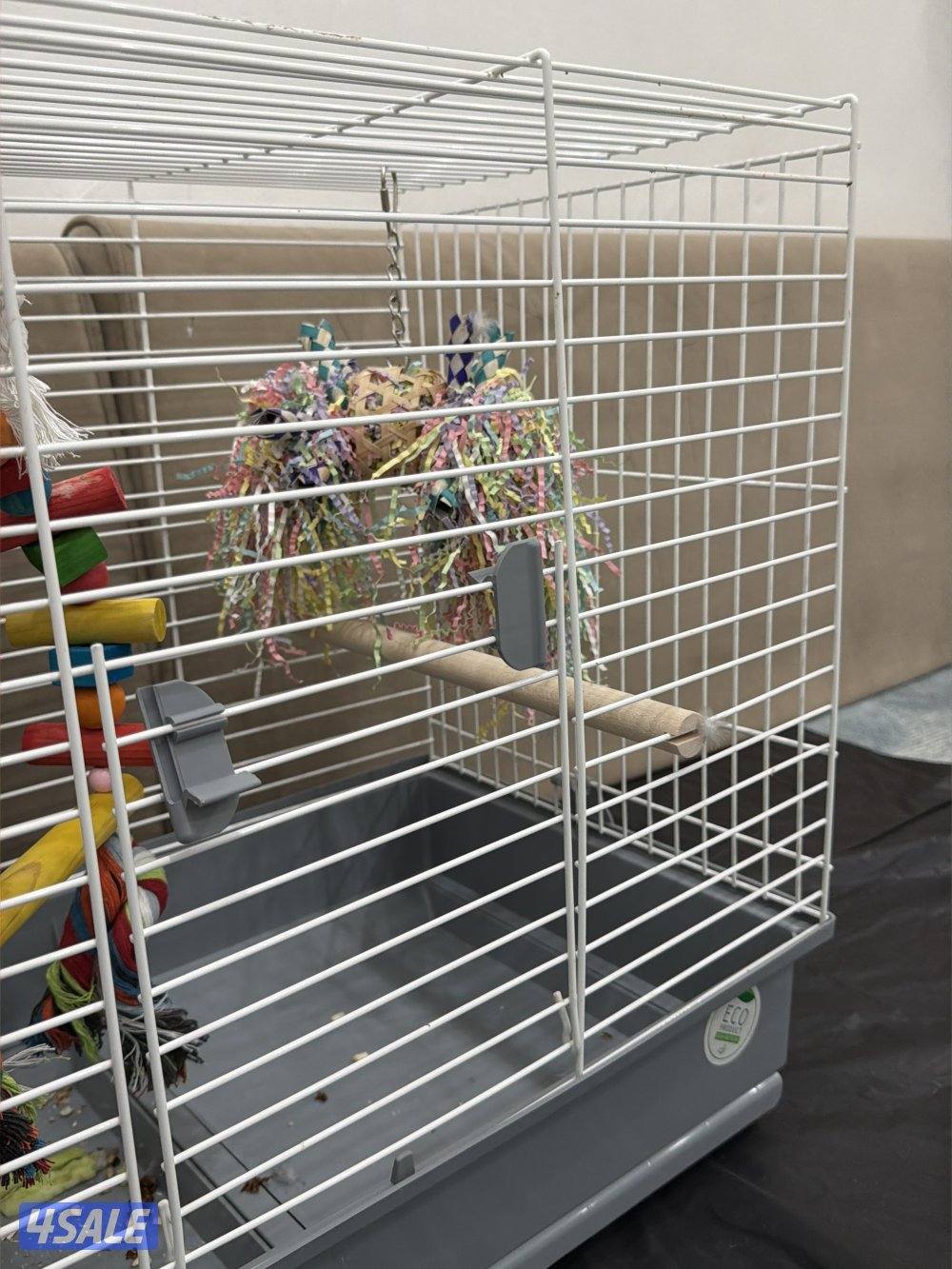 للبيع ببغاء الامازون3