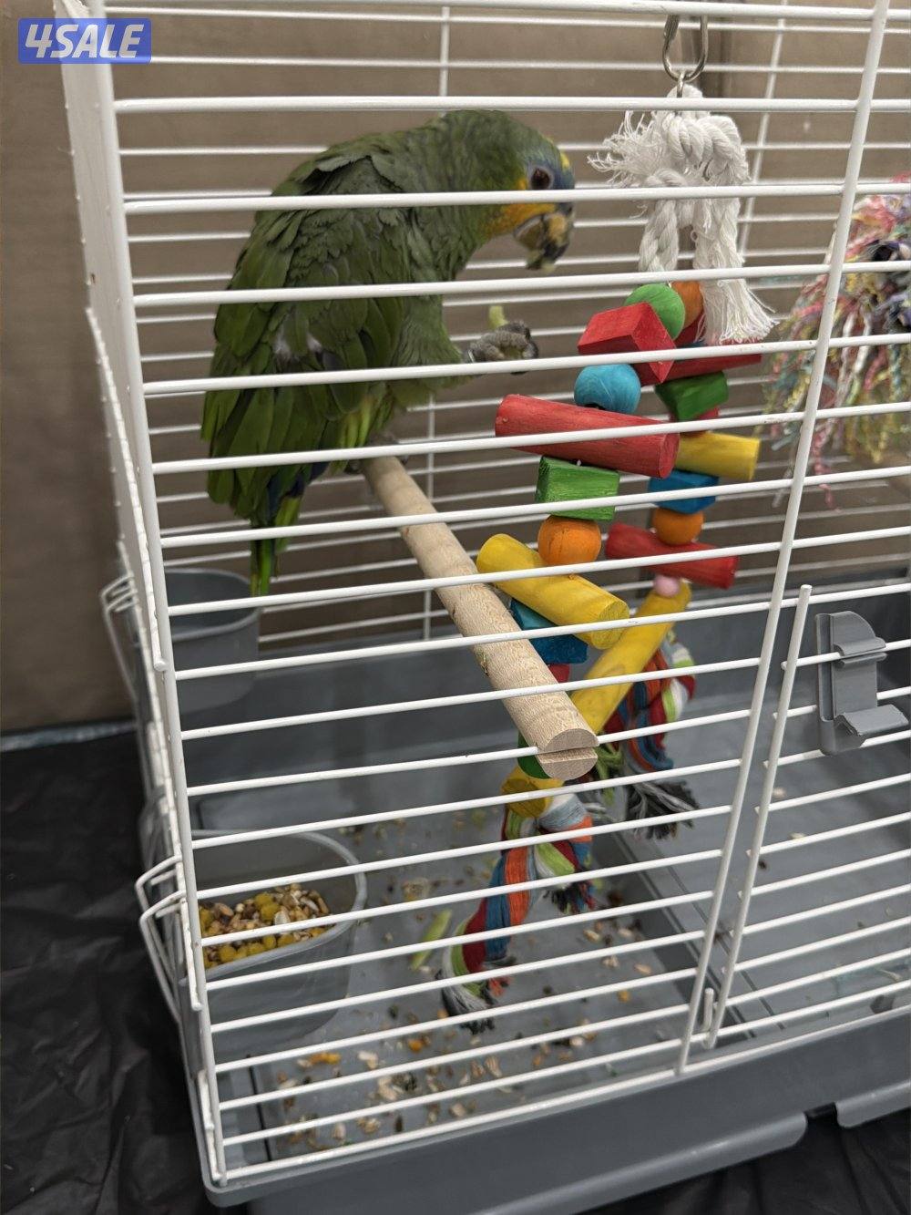 للبيع ببغاء الامازون4
