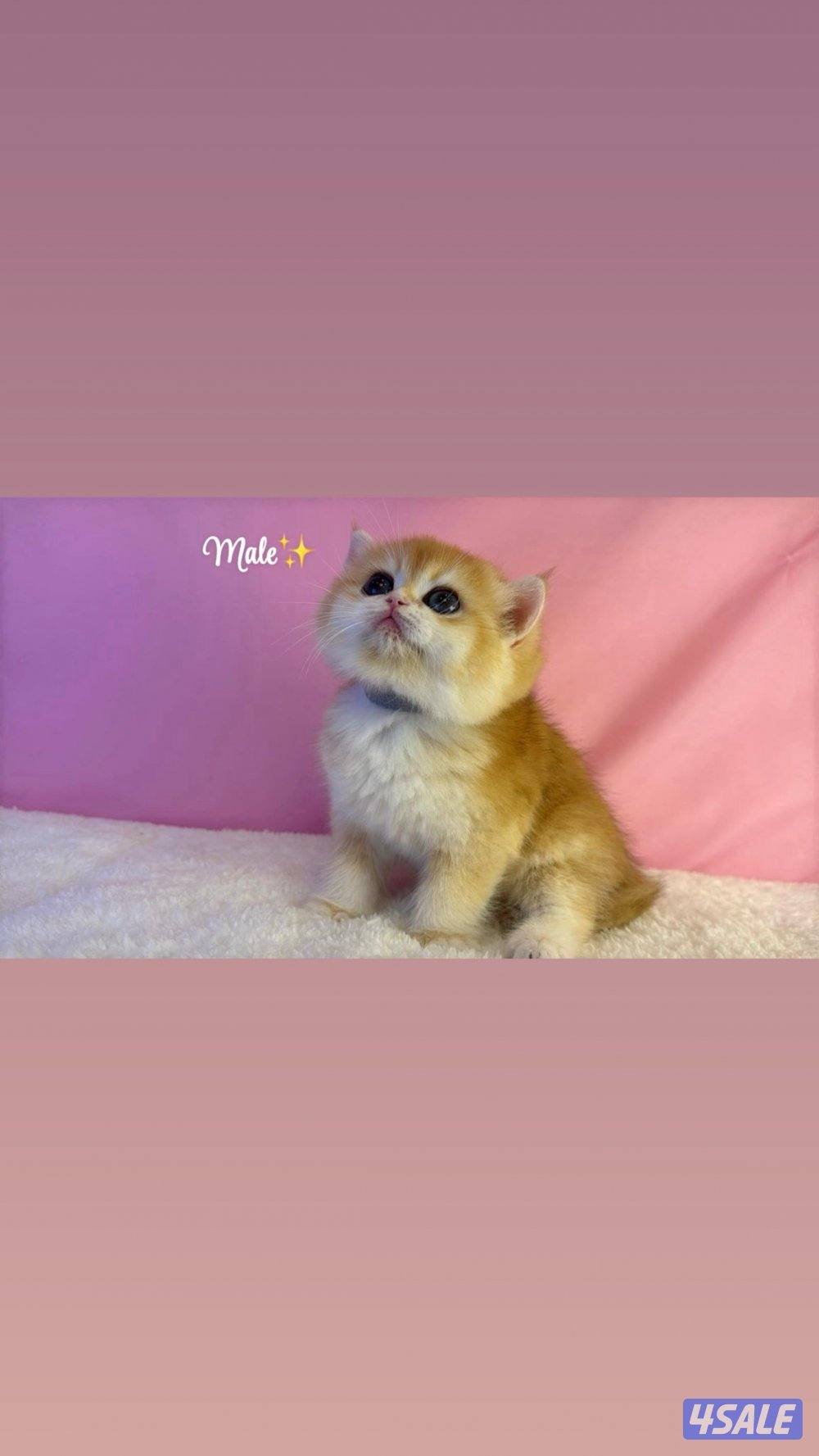 كيتن ذكرين بيور بريتش قولد Ny121