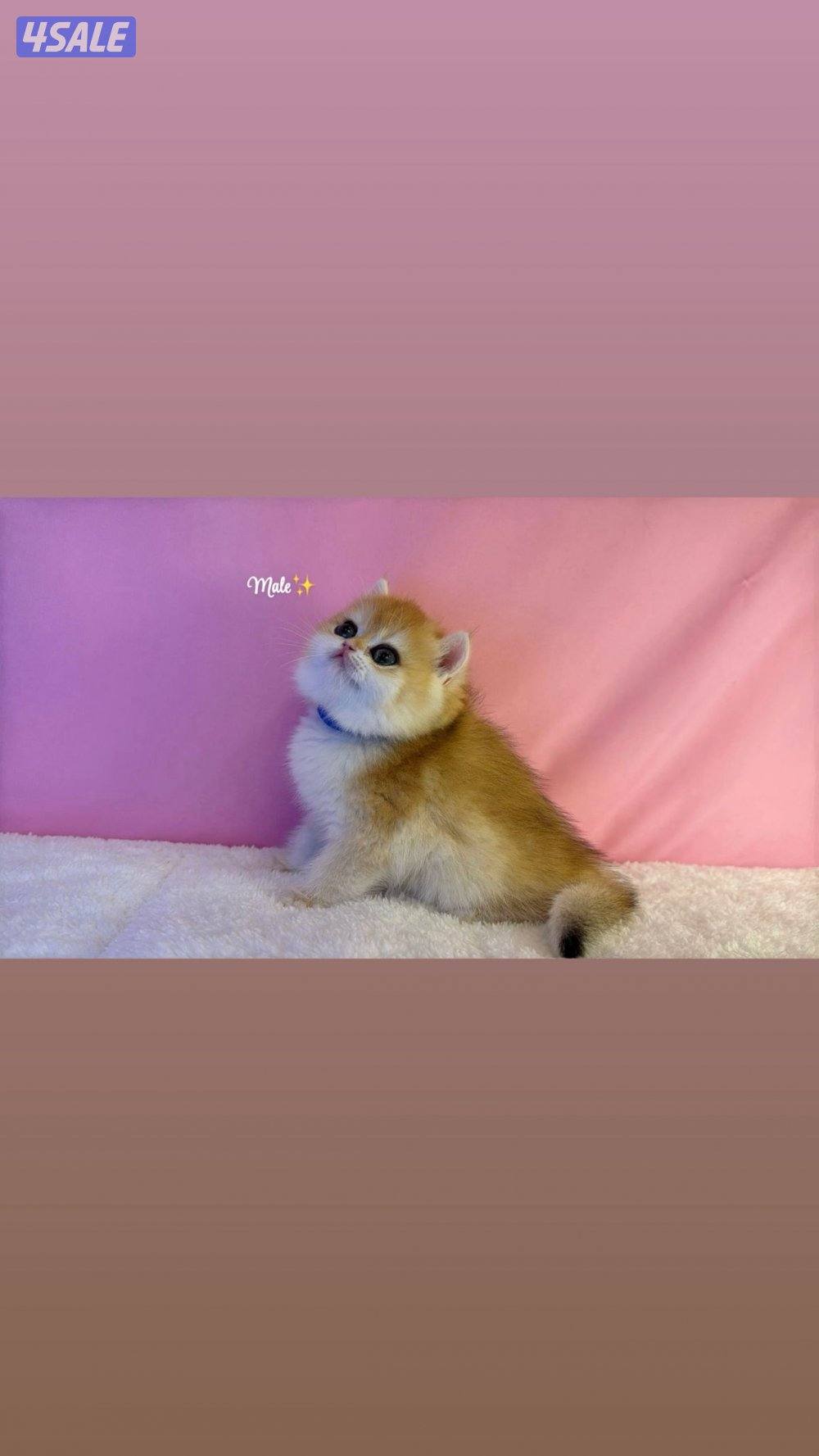 كيتن ذكرين بيور بريتش قولد Ny120