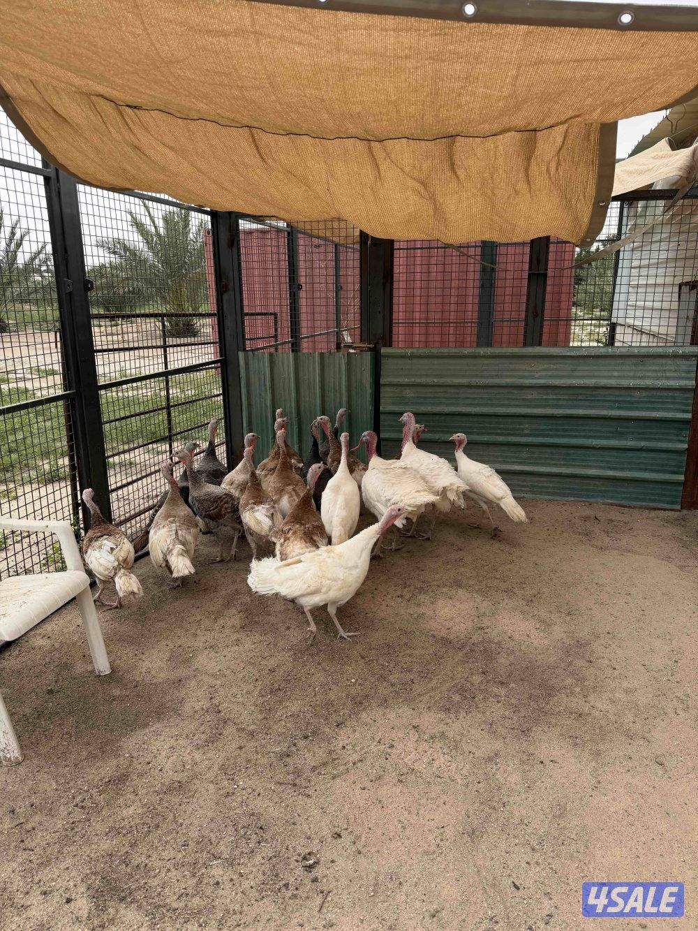 للبيع رومي0