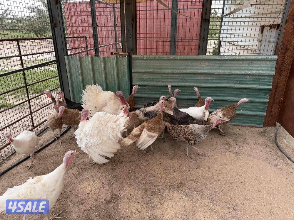 للبيع رومي1