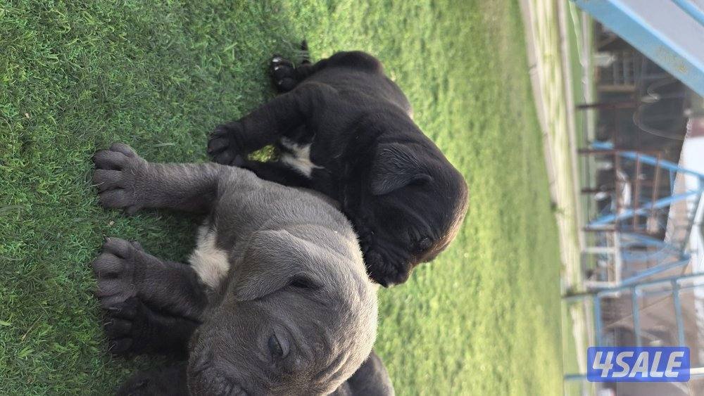 🔥 تم فتح الحجز على دفعة جراء مميزة جداً 🔥🐾 كين كورسو – سوبر لاين2