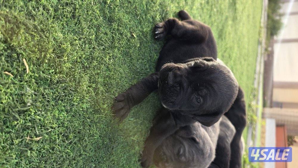 🔥 تم فتح الحجز على دفعة جراء مميزة جداً 🔥🐾 كين كورسو – سوبر لاين4