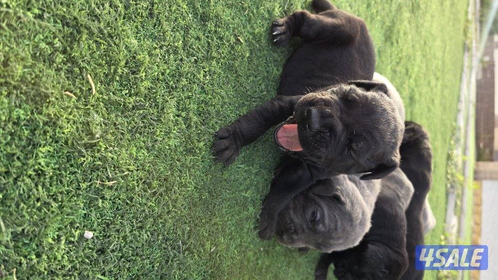 🔥 تم فتح الحجز على دفعة جراء مميزة جداً 🔥🐾 كين كورسو – سوبر لاين3