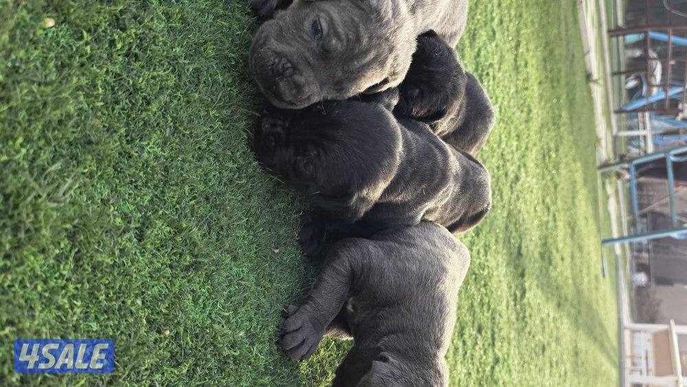 🔥 تم فتح الحجز على دفعة جراء مميزة جداً 🔥🐾 كين كورسو – سوبر لاين5