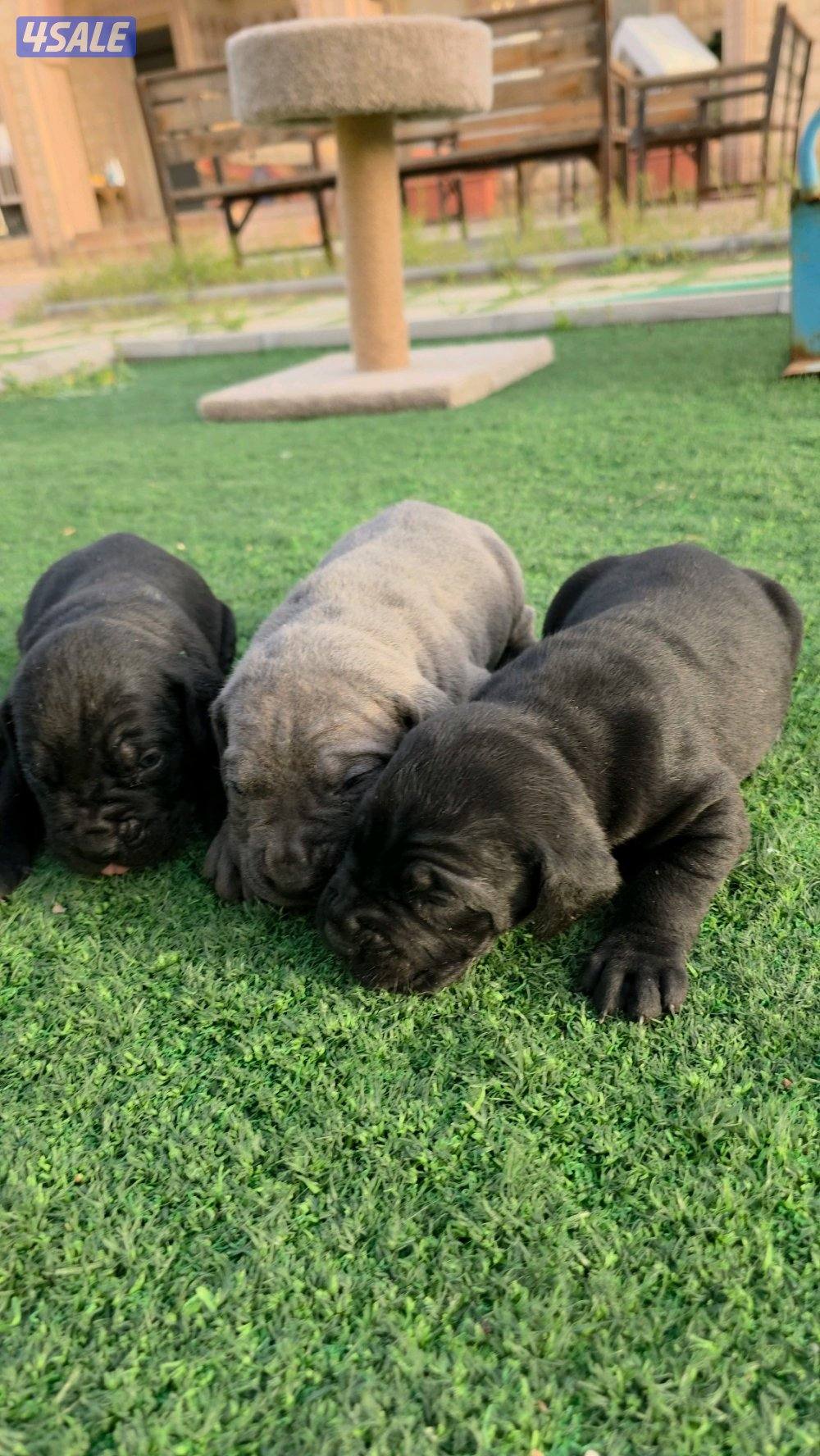 🔥 تم فتح الحجز على دفعة جراء مميزة جداً 🔥🐾 كين كورسو – سوبر لاين6