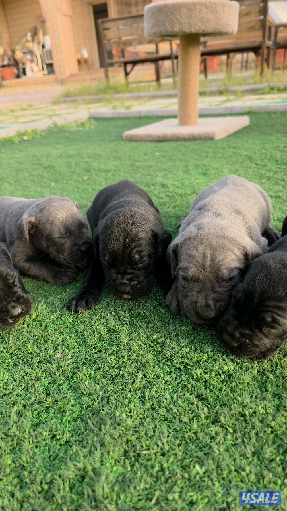 🔥 تم فتح الحجز على دفعة جراء مميزة جداً 🔥🐾 كين كورسو – سوبر لاين7