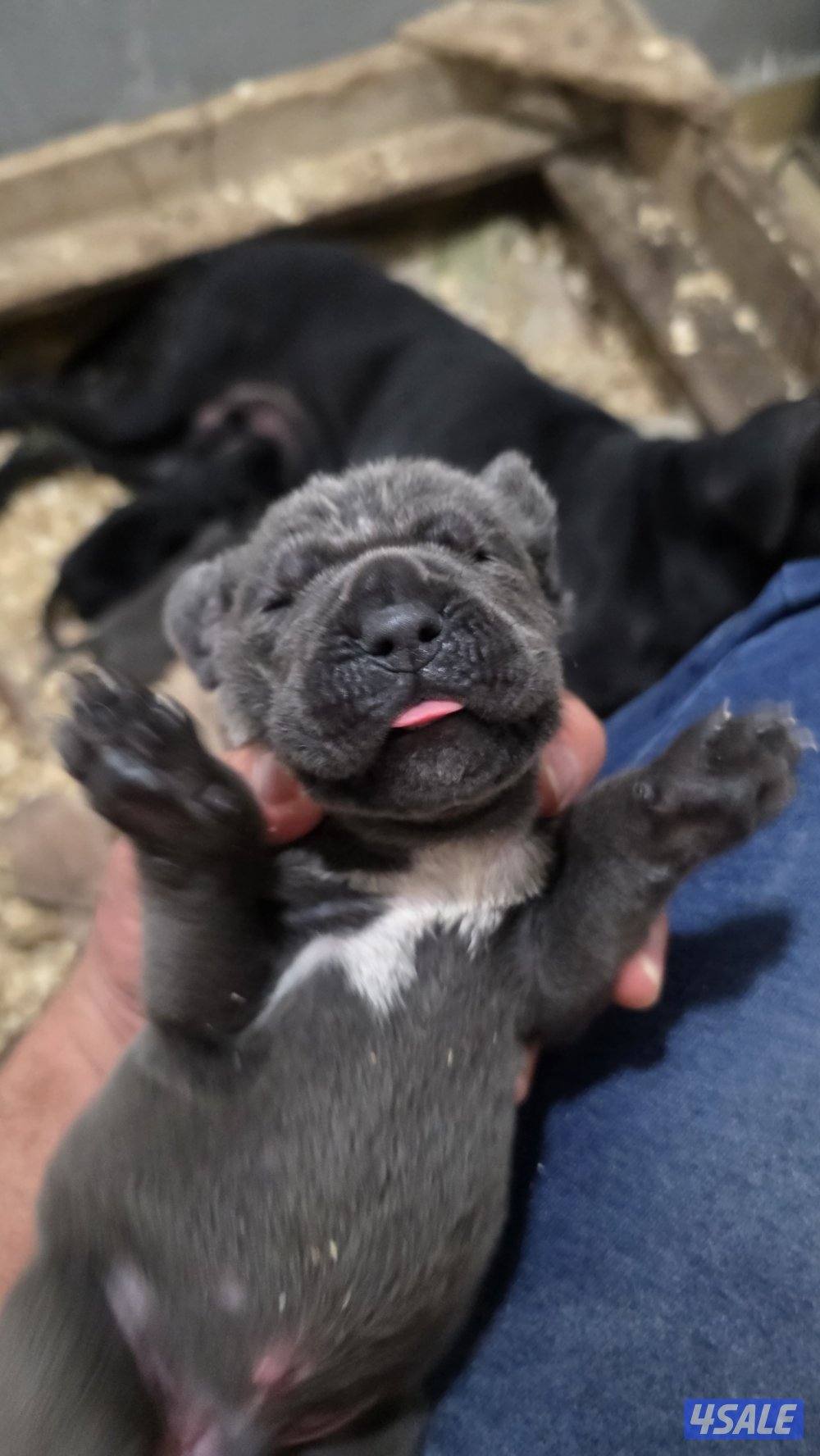 🔥 تم فتح الحجز على دفعة جراء مميزة جداً 🔥🐾 كين كورسو – سوبر لاين8