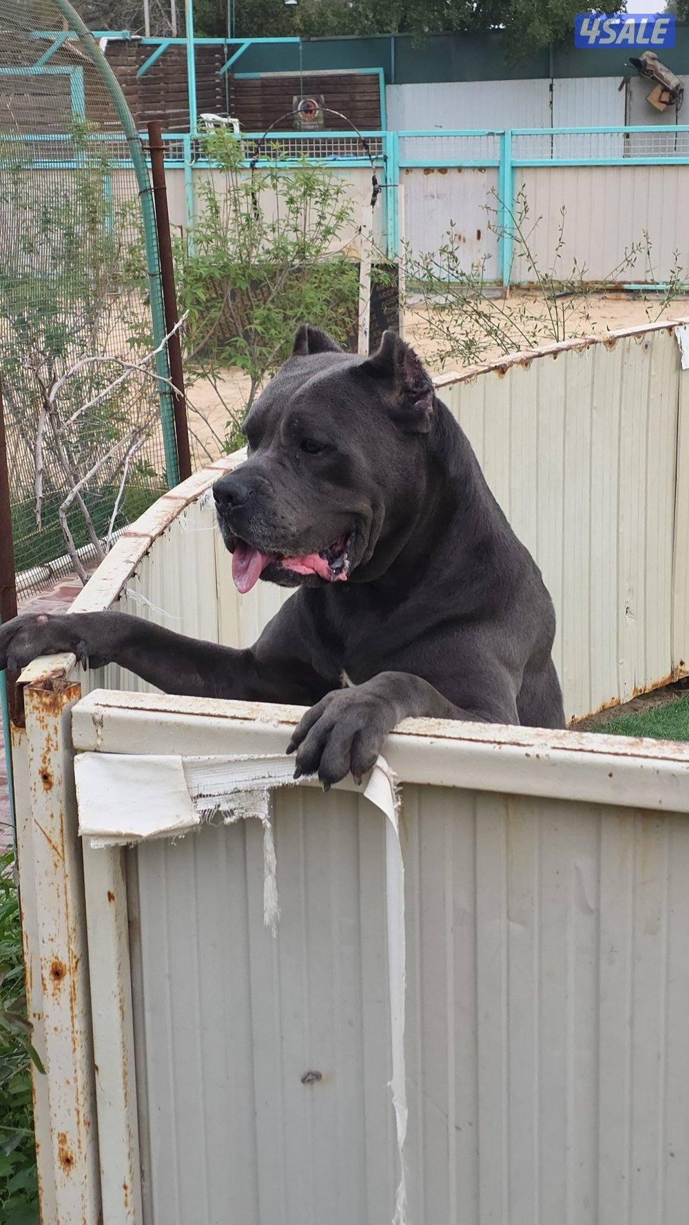 🔥 تم فتح الحجز على دفعة جراء مميزة جداً 🔥🐾 كين كورسو – سوبر لاين9