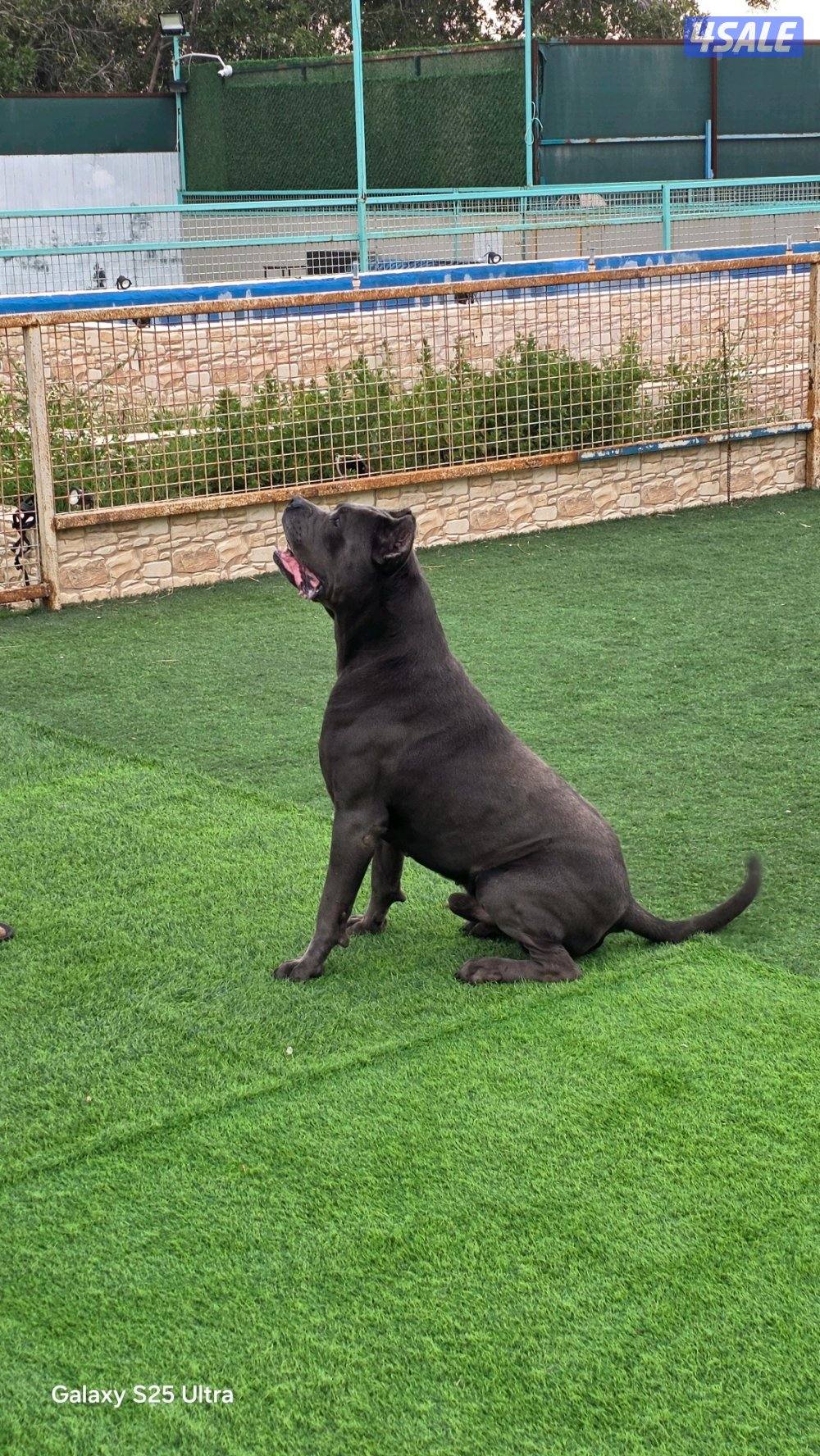 🔥 تم فتح الحجز على دفعة جراء مميزة جداً 🔥🐾 كين كورسو – سوبر لاين10