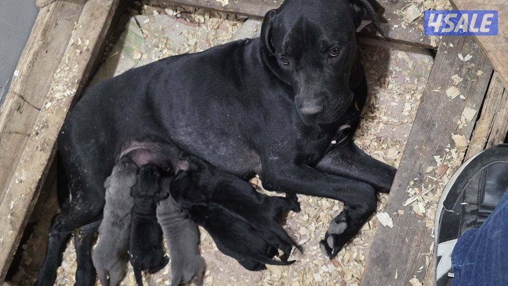 🔥 تم فتح الحجز على دفعة جراء مميزة جداً 🔥🐾 كين كورسو – سوبر لاين11