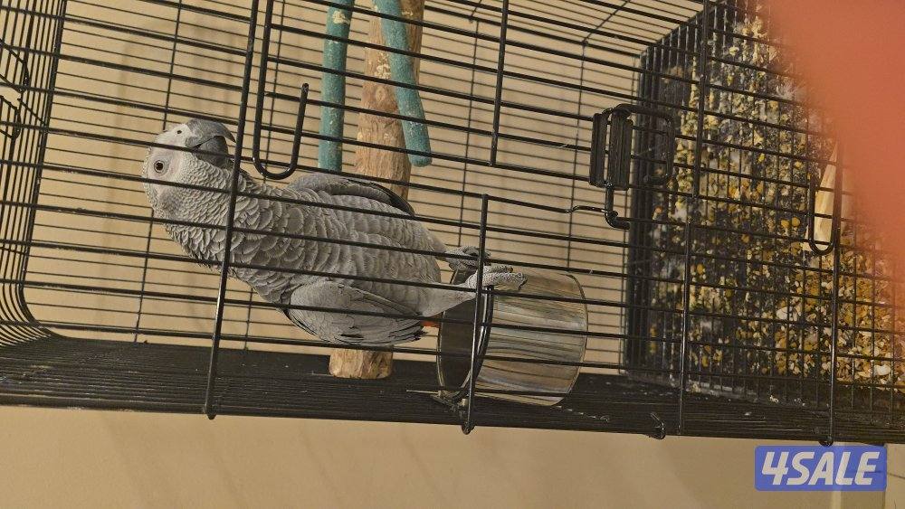 كاسكو ربوه0