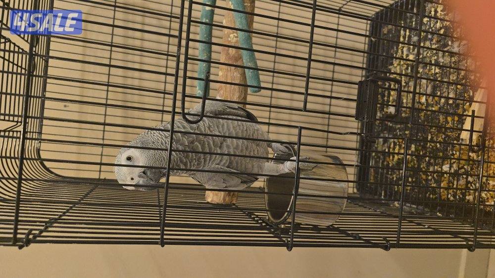 كاسكو ربوه1