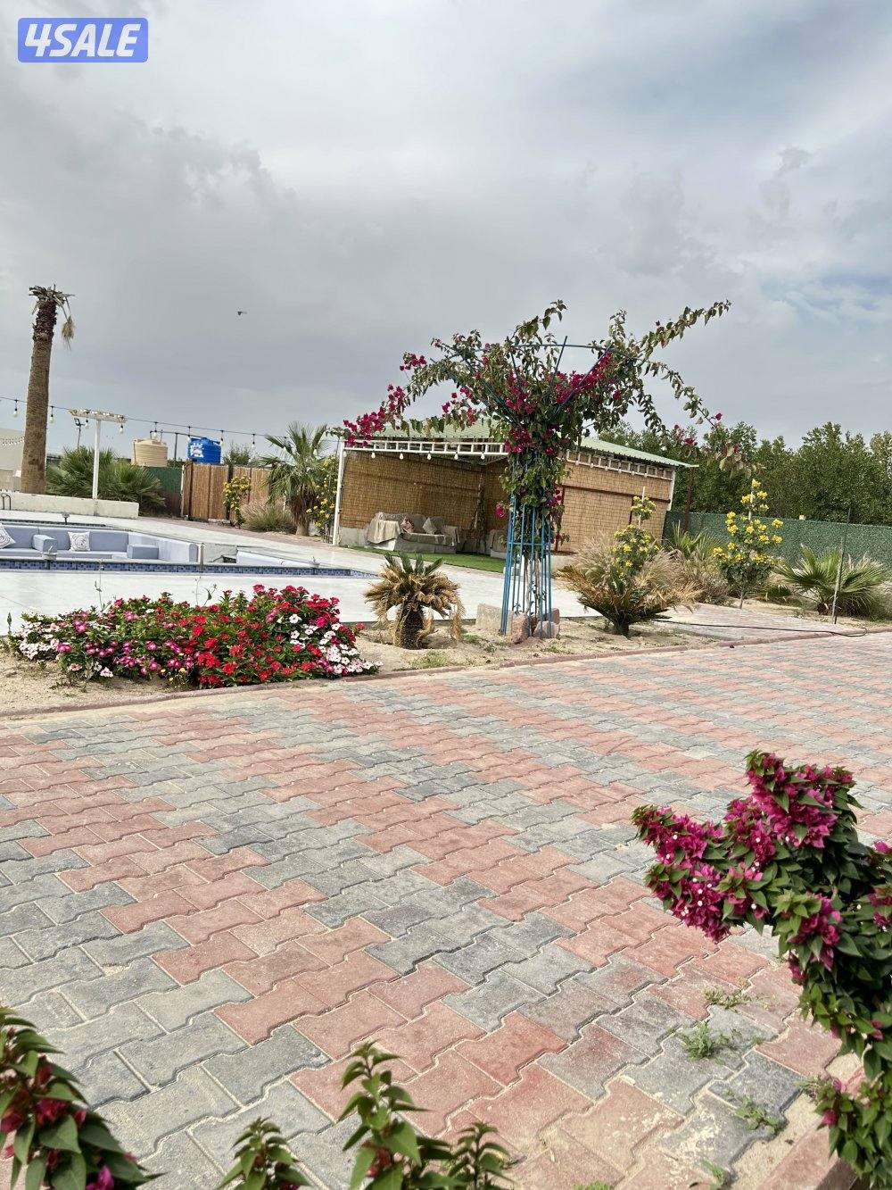 مزرعه كوينز لاند العبدلي1