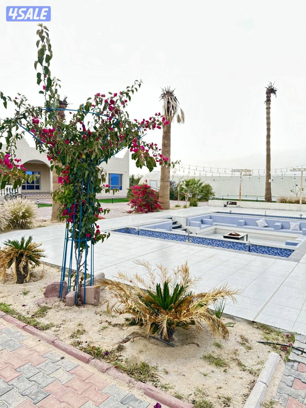 مزرعه كوينز لاند العبدلي5