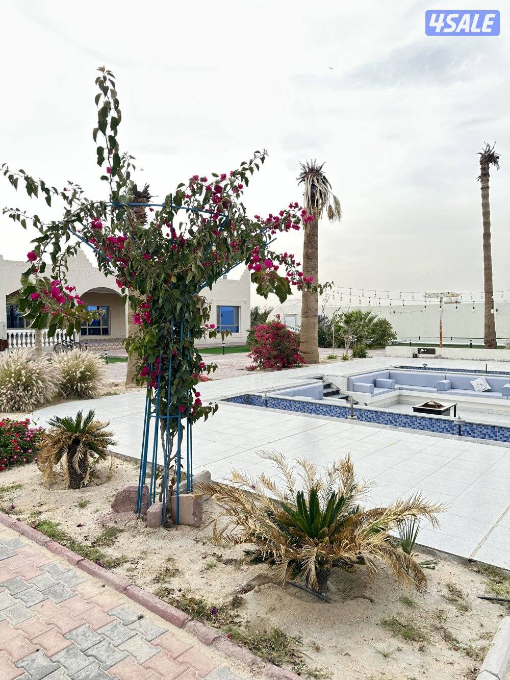 مزرعه كوينز لاند العبدلي14