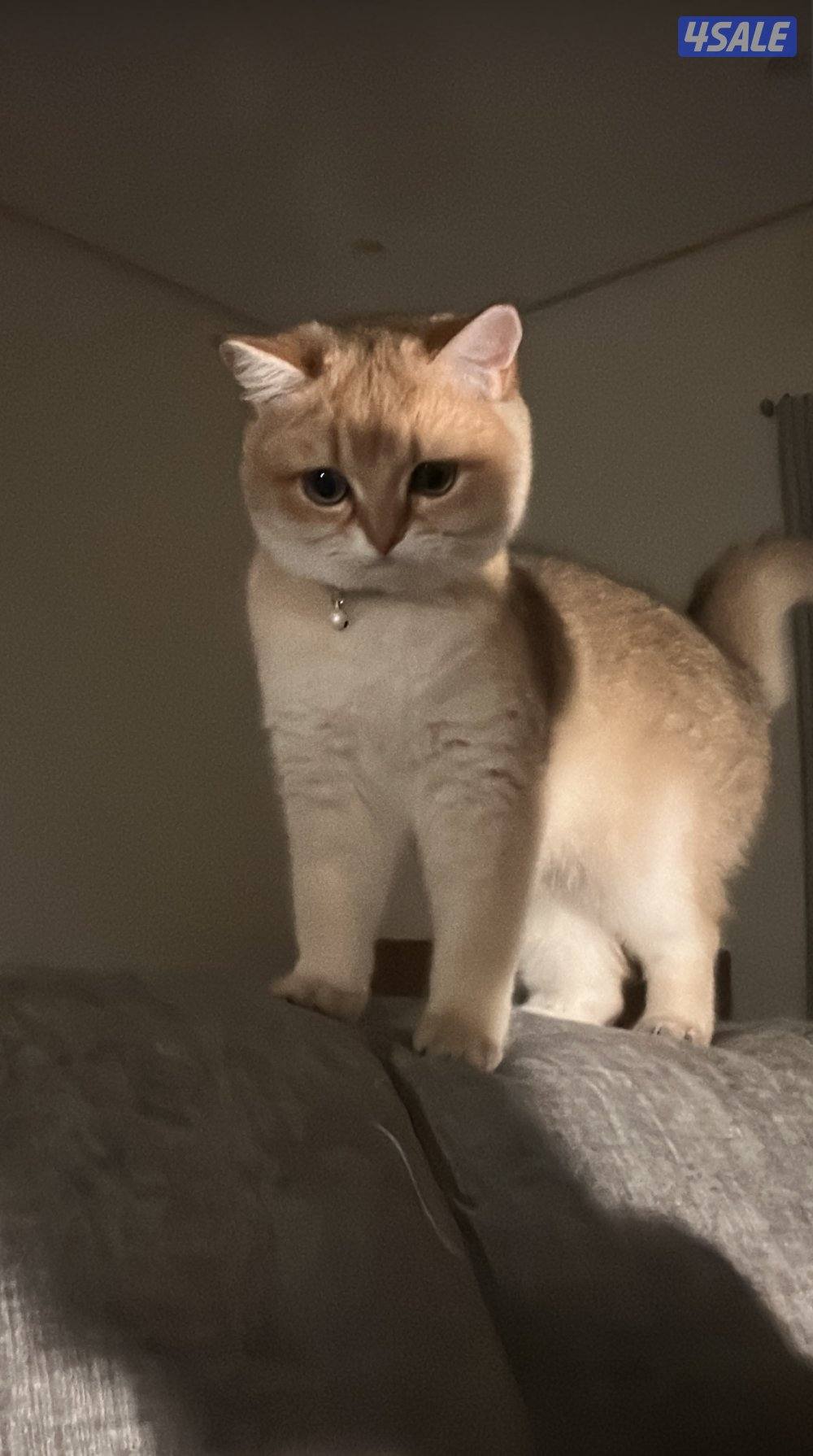 قطوه برتش أنثى العمر سنه ونص1