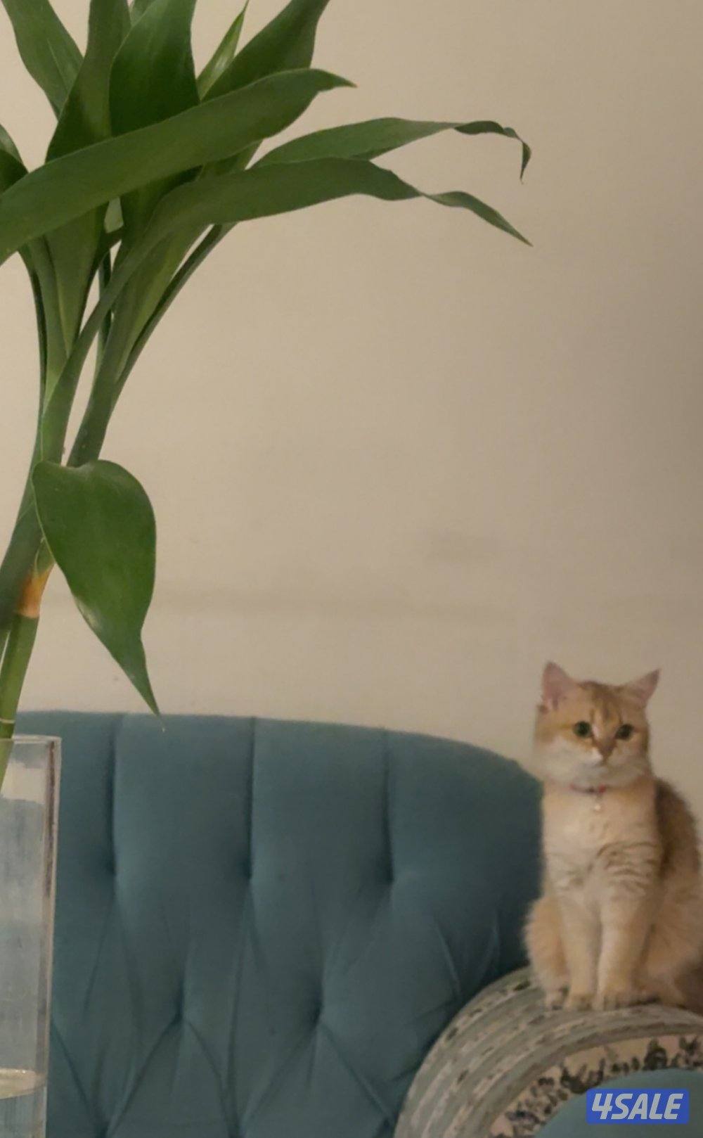 قطوه برتش أنثى العمر سنه ونص0