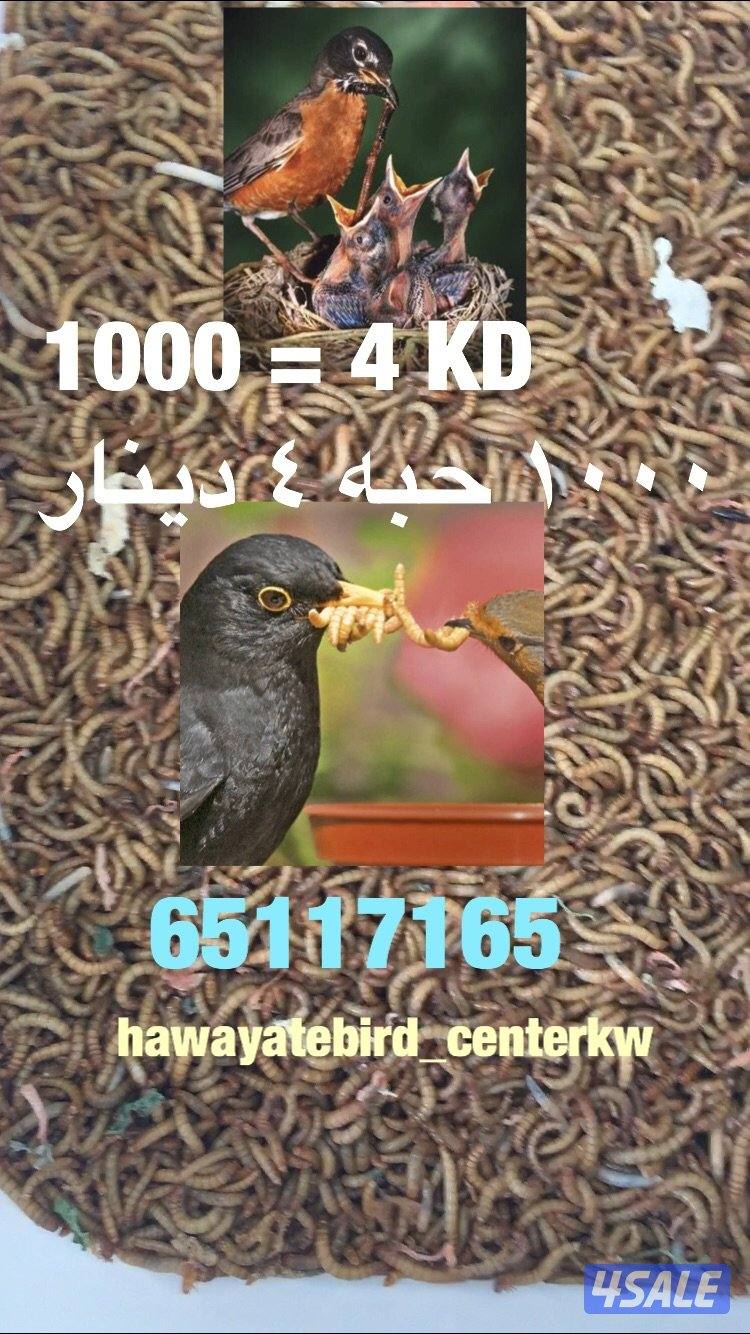 قبابي ، دود حي ، عتل0