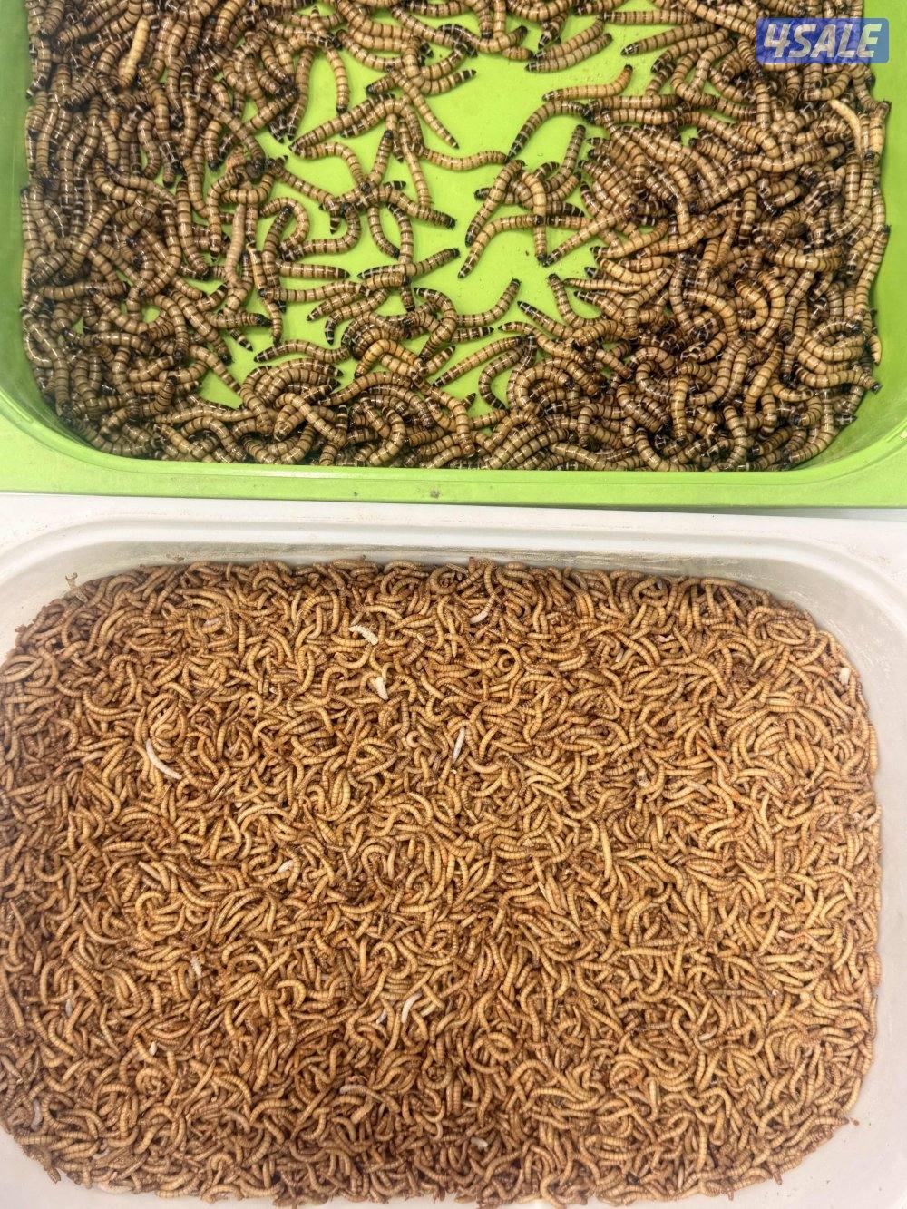 قبابي ، دود حي ، عتل1