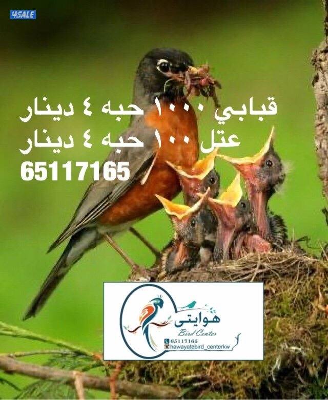 قبابي ، دود حي ، عتل2