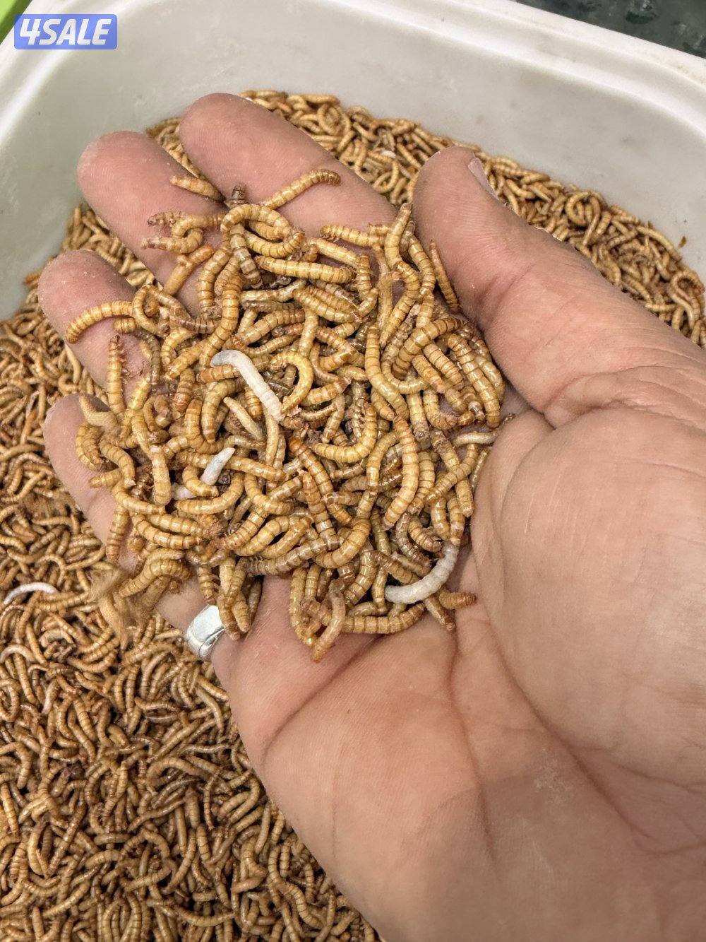 قبابي ، دود حي ، عتل3