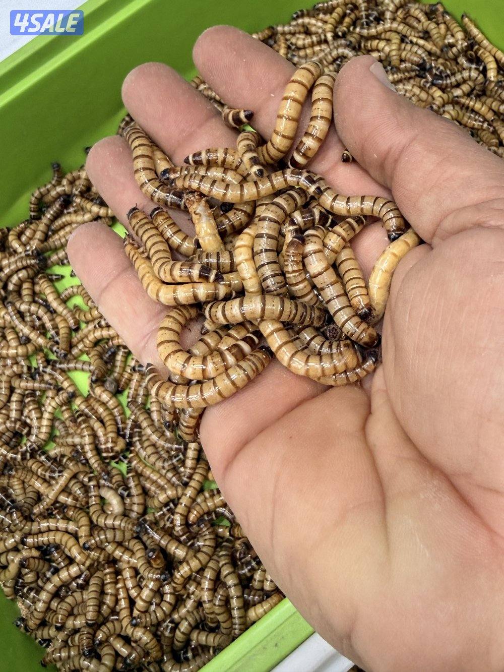 قبابي ، دود حي ، عتل5