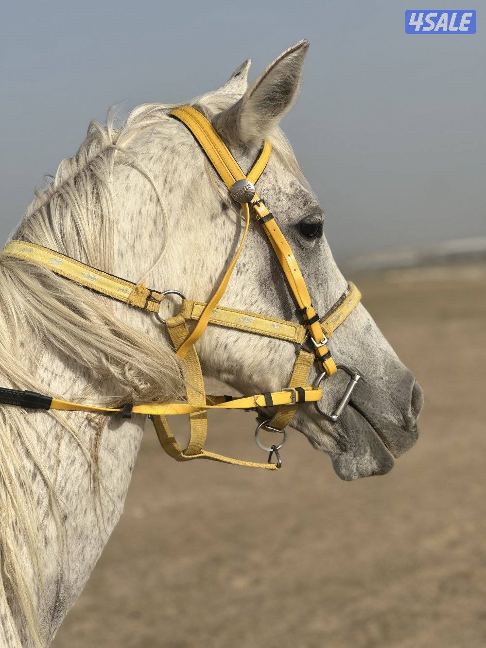 ‏‏للبيع فرس مع ولدها ادهم0