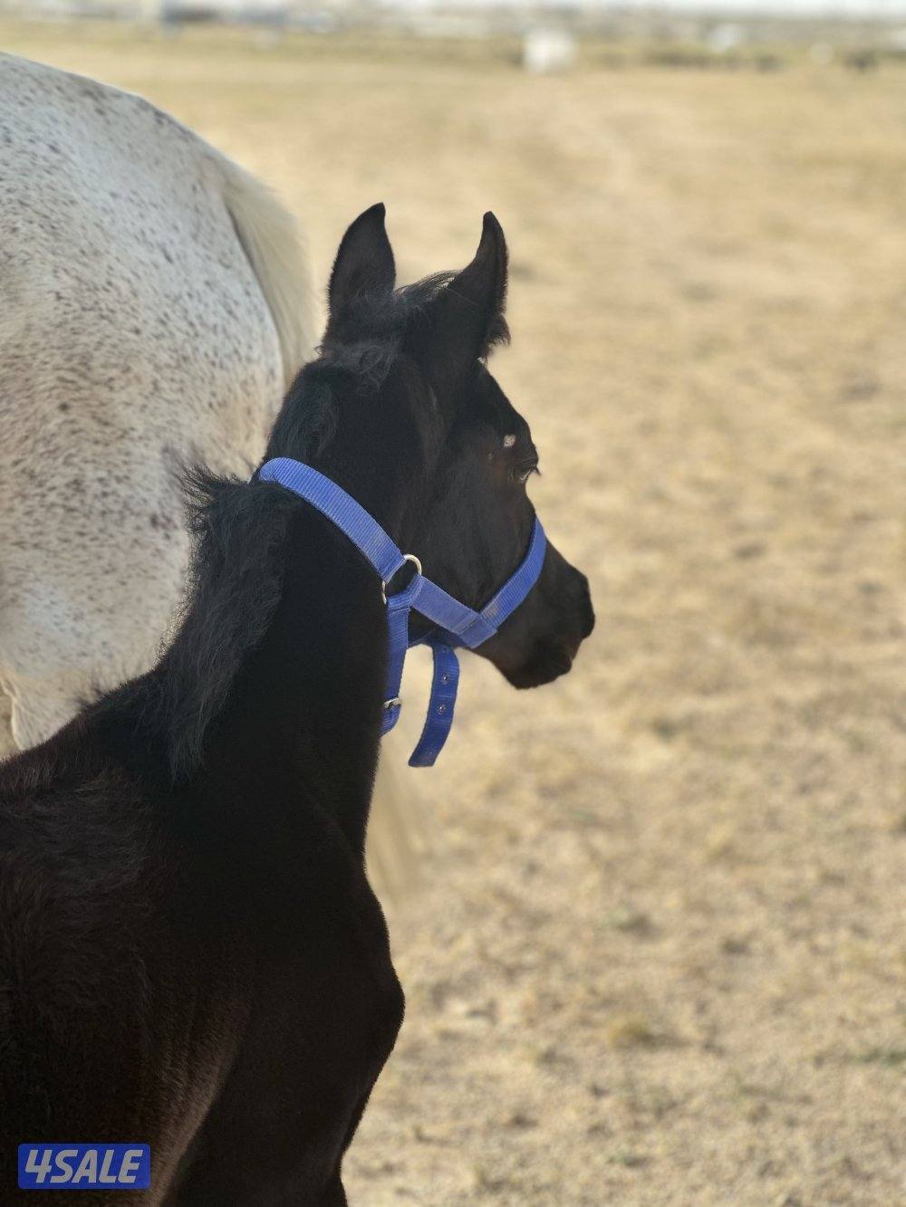 ‏‏للبيع فرس مع ولدها ادهم1