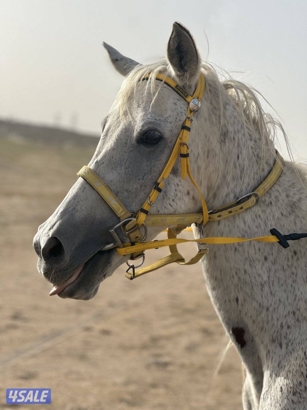 ‏‏للبيع فرس مع ولدها ادهم2