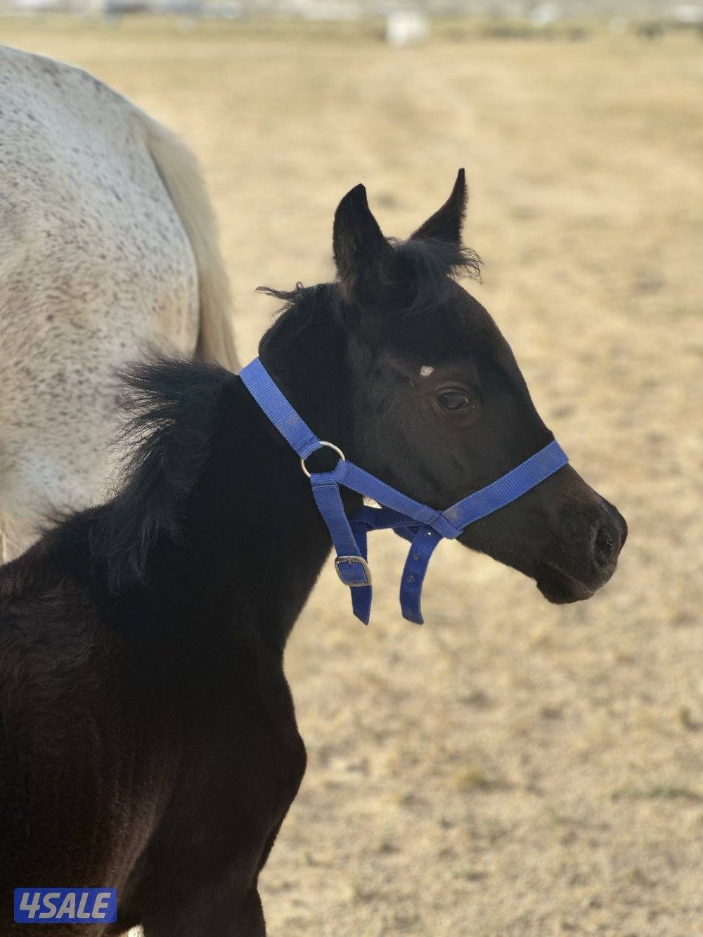 ‏‏للبيع فرس مع ولدها ادهم3