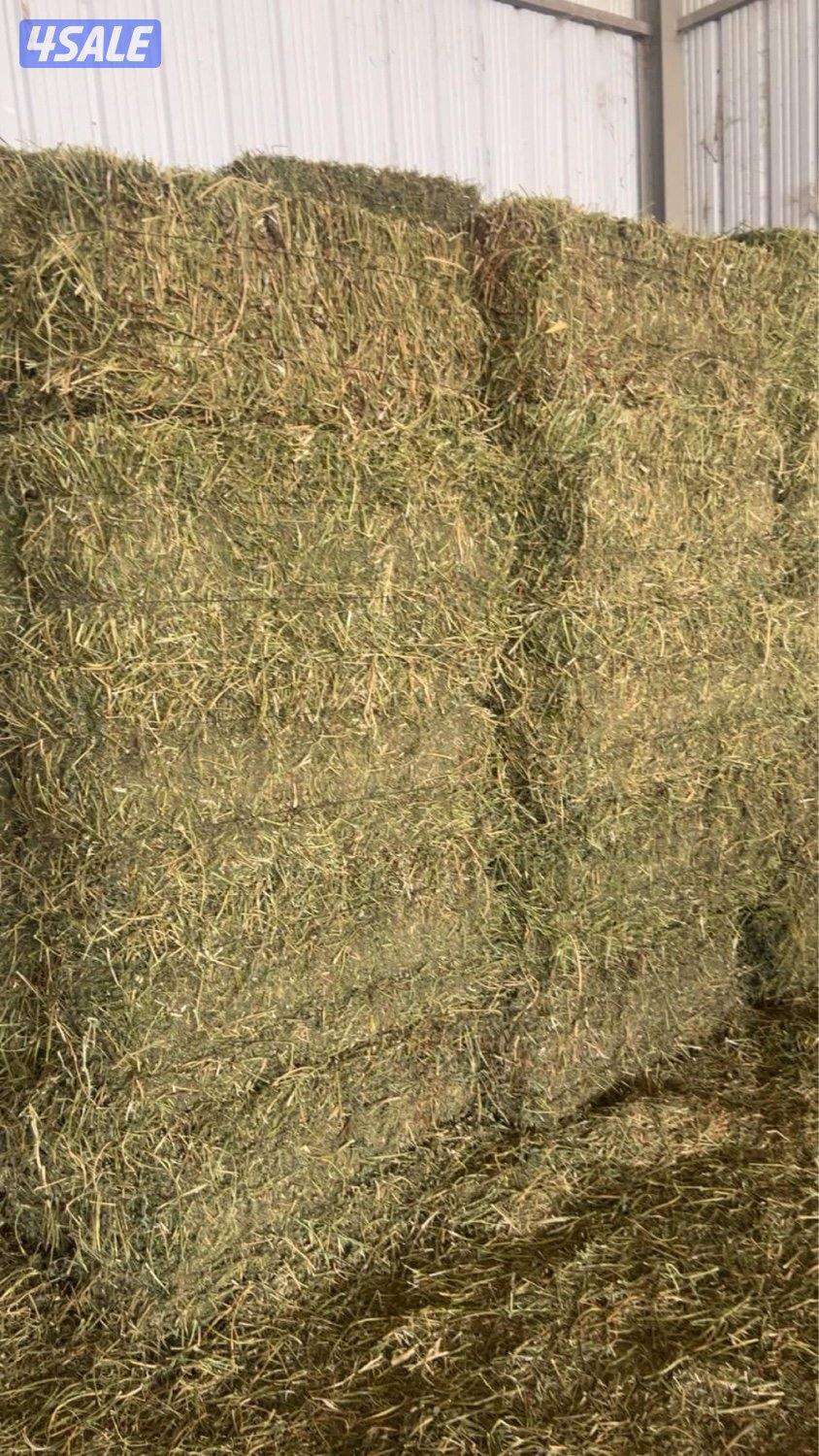 برسيم العبدلي0