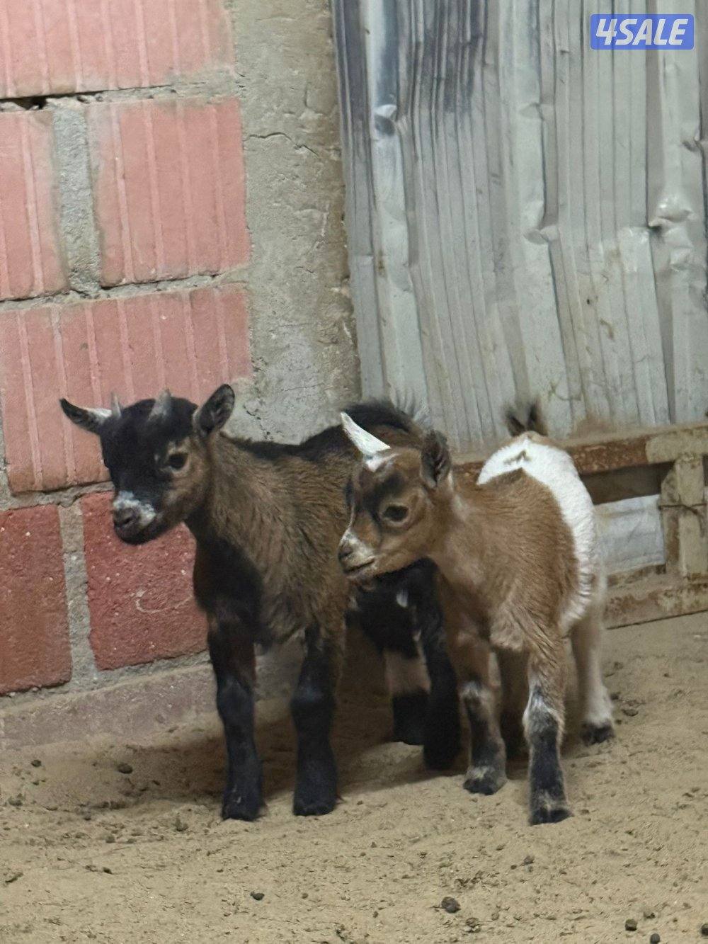 تيس و جفره جيكيات للبيع0