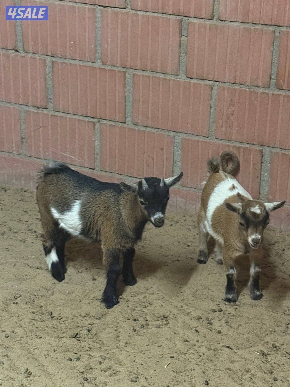 تيس و جفره جيكيات للبيع1