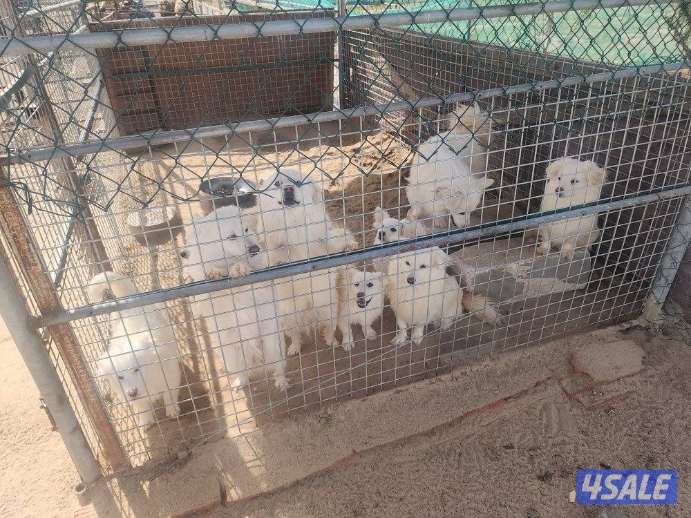 مزارع الوفرة0