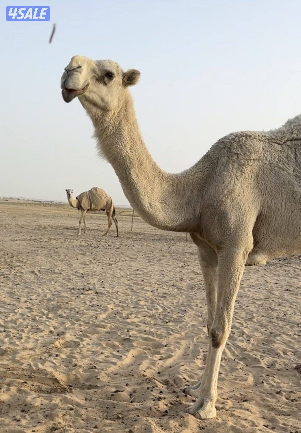 وضحا للبيع0