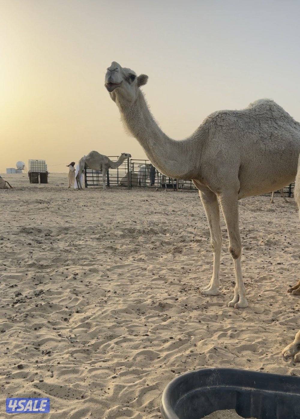 وضحا للبيع1