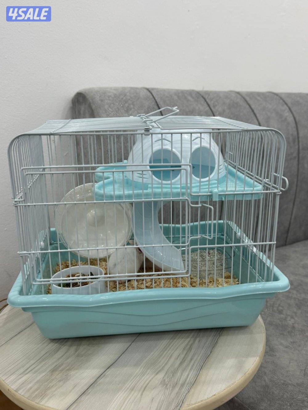 هامستر سوري 🐹💕 Syrian Hamster8